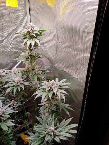 Growreport Bild 12