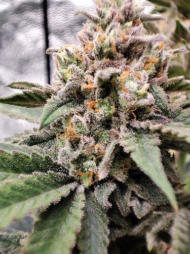 Growreport Bild 1
