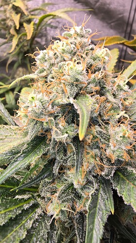 Growreport Bild 22