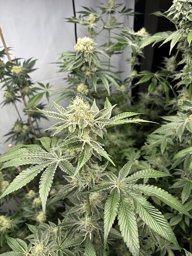Growreport Bild 7
