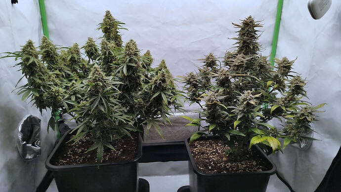 Zwei Cannabis-Pflanzen in einem Growzelt, links eine Bruce Banner und rechts eine Mandarine XL, beide in der späten Blütephase.