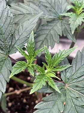 Growreport Bild 13