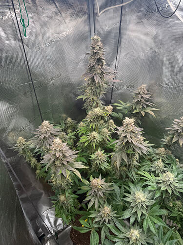 Growreport Bild 24