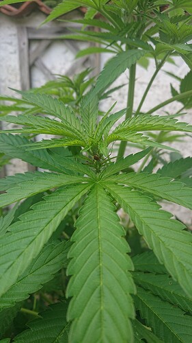 Growreport Bild 49