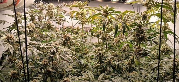 Erster Hydrogrow mit Ebbe Flut Tisch