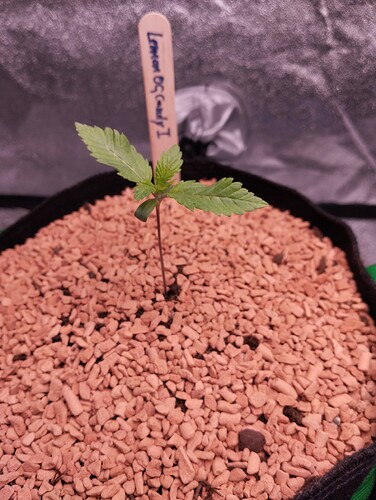 IMG_20241126_183316 - Kopie