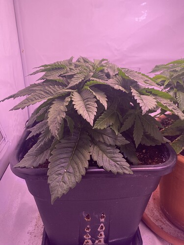 Growreport Bild 5