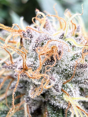 Growreport Bild 30