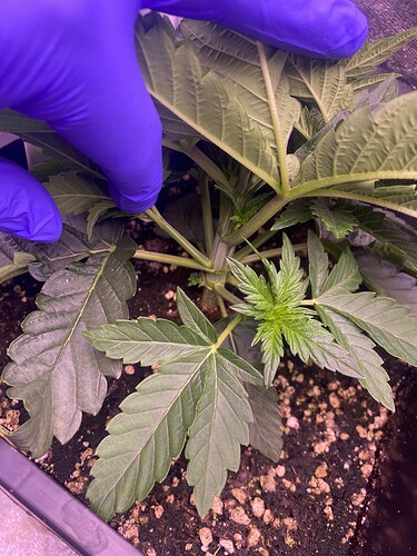 Growreport Bild 4