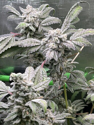 Growreport Bild 7