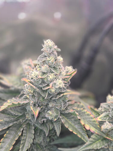 Nahaufnahme eines stark mit Trichomen bedeckten Cannabis-Buds in der späten Blütephase.