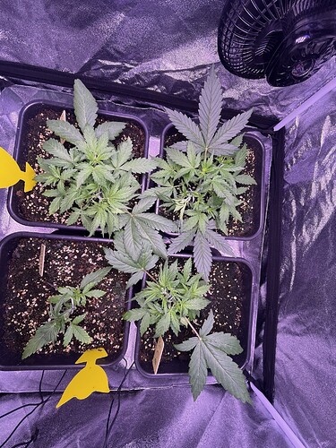 Growreport Bild 13