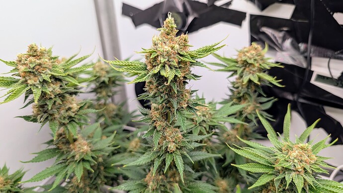Growreport Bild 47