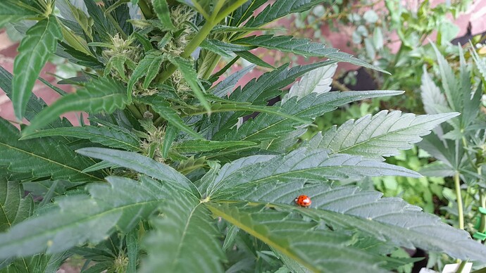 Growreport Bild 26