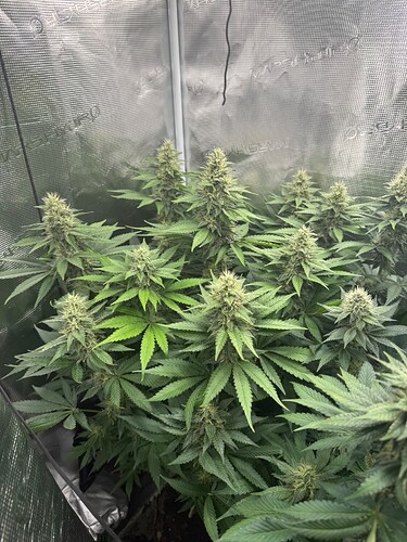 Growreport Bild 11