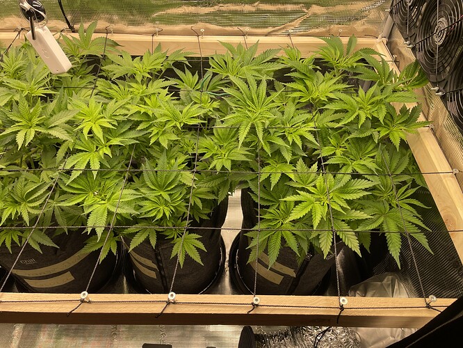 Mehrere junge Cannabispflanzen in Vlies-Töpfen unter einem Netz zur Unterstützung des Wachstums.