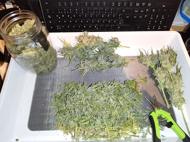 Ein Glas mit Cannabis-Buds und eine Auslage von frisch getrimmten Cannabis-Buds und Stielen auf einer weißen Tragefläche, daneben eine Schere.