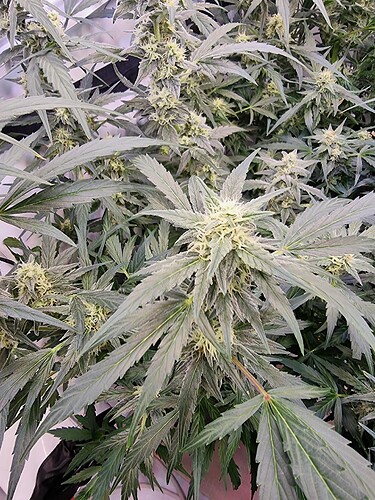 Growreport Bild 5