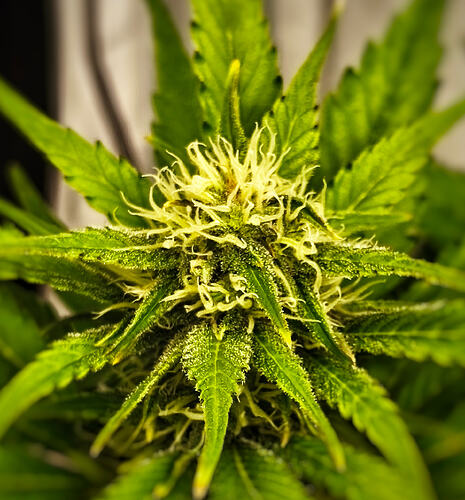 Growreport Bild 7
