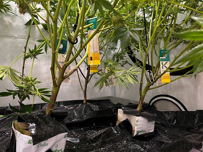 Growreport Bild 2