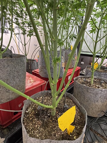 Growreport Bild 42