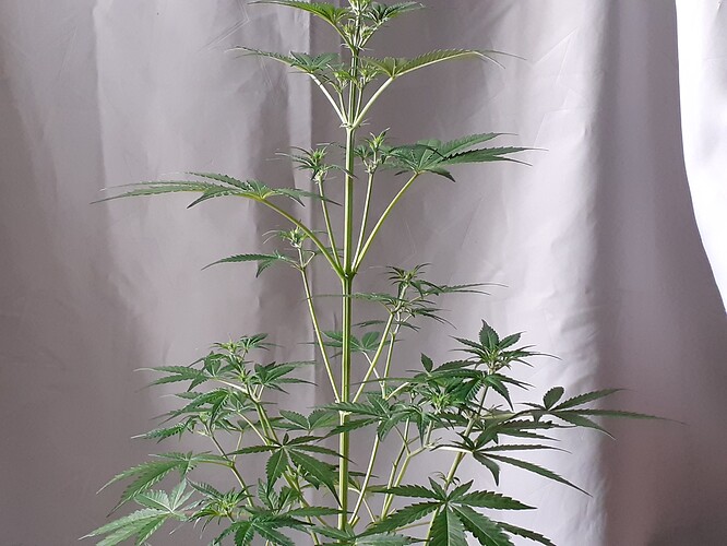 Growreport Bild 156