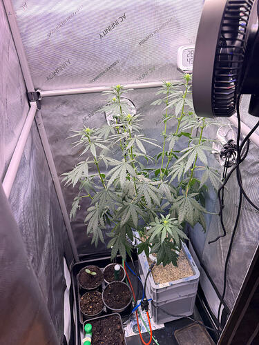 Growreport Bild 2