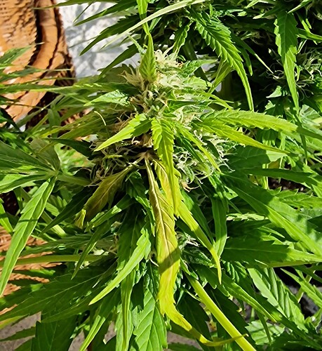Growreport Bild 6