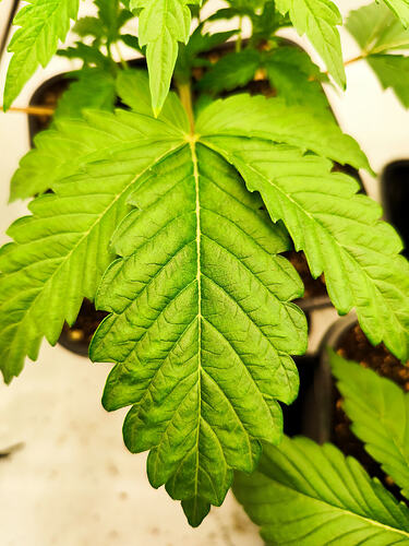 Growreport Bild 2