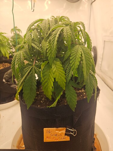 Growreport Bild 8