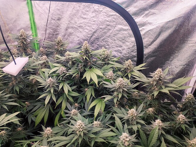 Growreport Bild 46