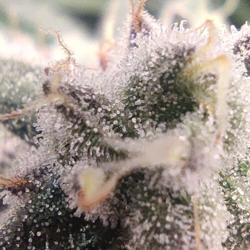 Growreport Bild 13