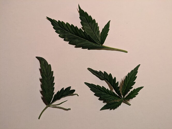 Growreport Bild 45