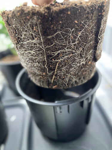 Growreport Bild 34