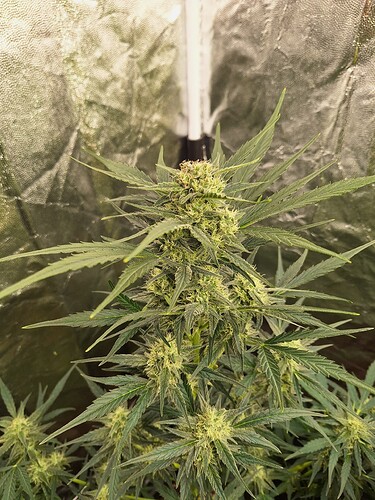 Growreport Bild 5