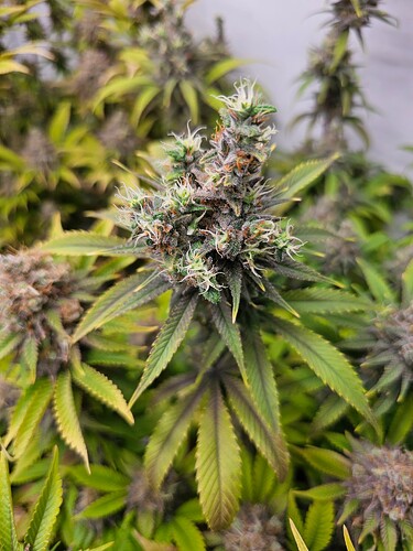 Growreport Bild 5