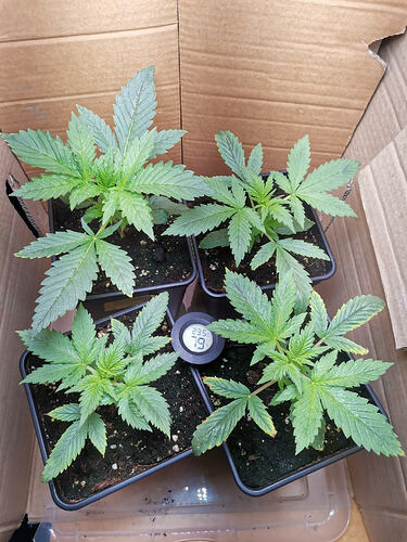 Lucky Hemp LT14