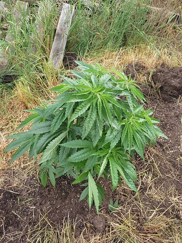 Growreport Bild 29