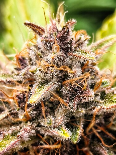 Growreport Bild 9