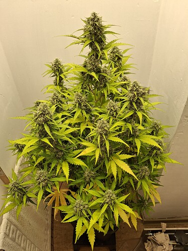 Growreport Bild 185