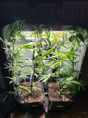 Growreport Bild 6