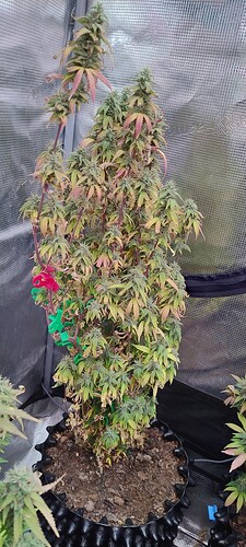 IMG_20251227_210741797_HDR