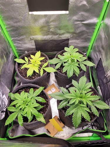 Growreport Bild 8