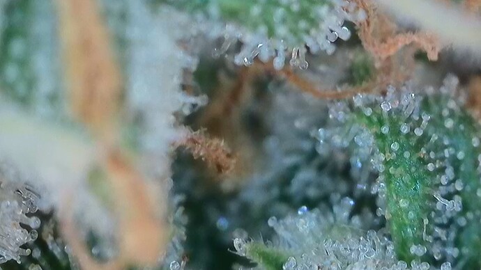 Growreport Bild 55