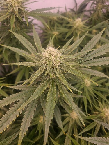 Growreport Bild 11