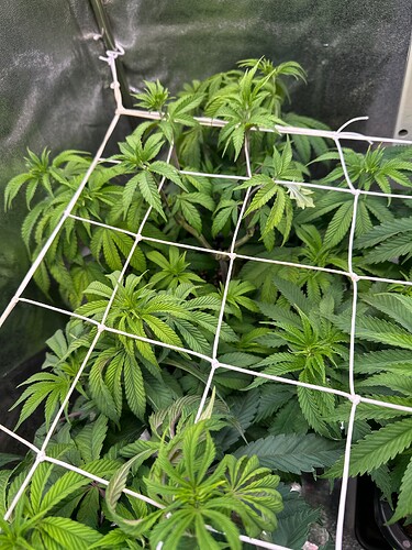 Growreport Bild 25