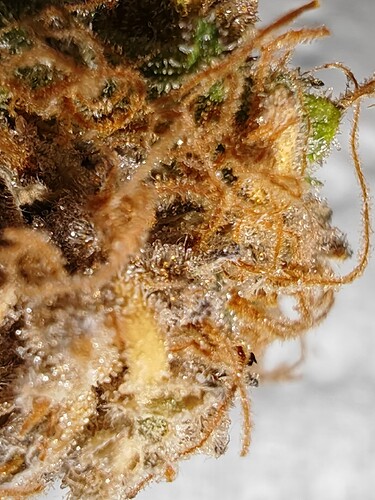 Growreport Bild 50