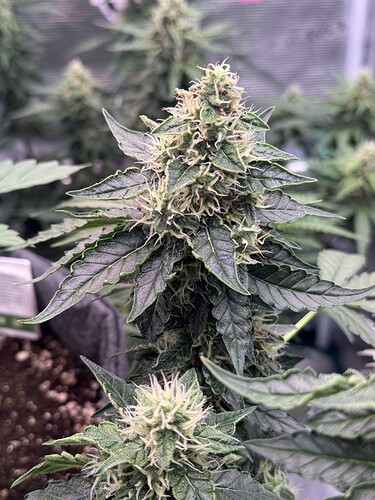 Growreport Bild 6