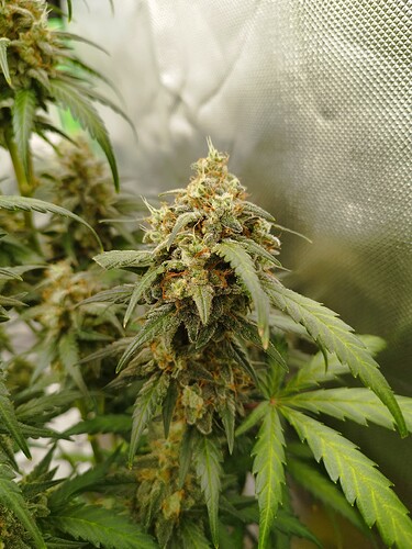 Eine Nahaufnahme einer blühenden Cannabispflanze mit dichten, harzigen Blütenständen und grünen Blättern.
