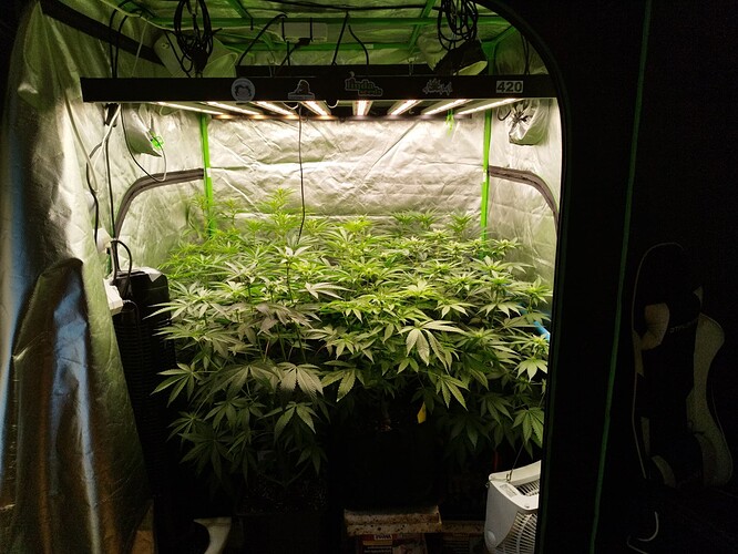 Eine Cannabis-Pflanze in der Wachstumsphase in einem Zelt unter einer LED-Lampe.